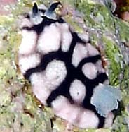 Photo: B. & S. Koretz, May 2006; See it in SeaSlug Forum